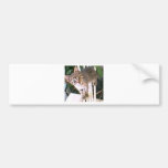 bravekitten1 bumper sticker