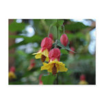 Brazilian Bell-Flower Postcard
