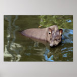Brazilian Tapir (Tapirus terrestris) Poster