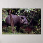 Brazilian Tapir (Tapirus terrestris) Posters