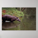 Brazilian Tapir (Tapirus terrestris) Print