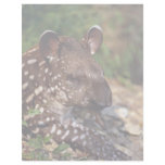 Brazilian tapir, young calf custom letterhead