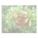 Brazillian Pepper Washed Out Pictuure Art Photo