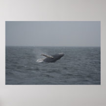 Breaching Humpback Calf Print