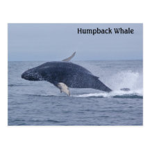 Breaching Humpback Whale Calf  Postcard
