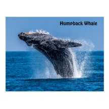 Breaching Humpback Whale Postcard