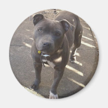 Breagha blue magnet
