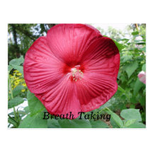 Breath Taking Postcards