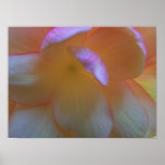 Breathtaking Begonia Canvas Print