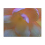 Breathtaking Begonia Postcard