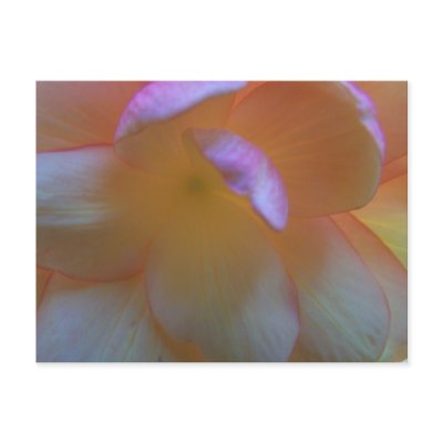 Breathtaking Begonia Postcard by musicaholic