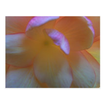Breathtaking Begonia Postcard