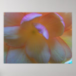 Breathtaking Begonia Poster