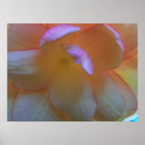 Breathtaking Begonia Poster