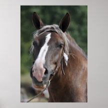 Breton draught   horse mare print