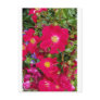 Briar Roses and Sweet Violets Post Card