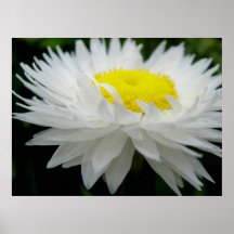 Bridal Spring Posters