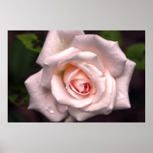 Bride's Dream Rose on Canvas Print