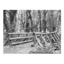 Bridge to the Jungle Postcard