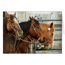 Bridled Horse Heads Card