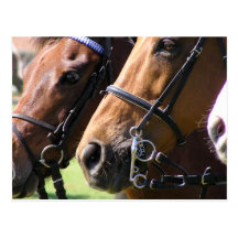 Bridled horses post cards