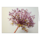 Bright Ali Greeting Cards