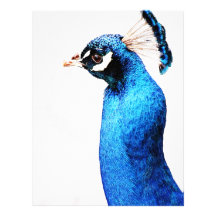 Bright Blue Peacock Letterhead Design