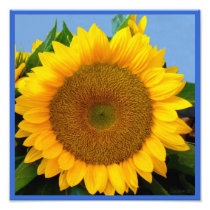 Bright Blue Sunflower Photo Print