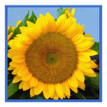 Bright Blue Sunflower Photographic Print