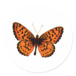 Bright Butterfly