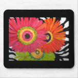 Bright & Colourful Gerbera Daisies