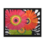 Bright & Colourful Gerbera Daisies Postcard