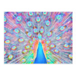 Bright Colourful *Peacock* Spirit Design Post Card