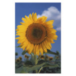 Bright colourful sunflower