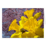 Bright Daffodil Flowers Cards Pink Tree Blossoms