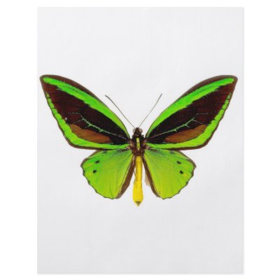 Bright Green Butterfly by WilsonGraphics