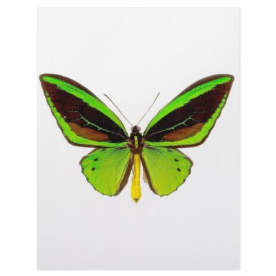 Bright Green Butterfly by WilsonGraphics