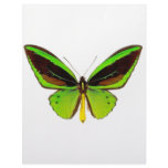 Bright Green Butterfly letterhead