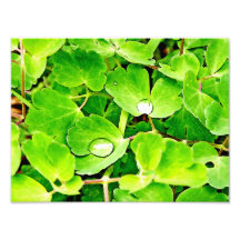 Bright Green Leaves with Raindrops Photo