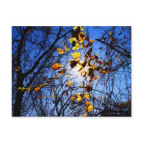 Bright leaves at 8-mile creek postcard