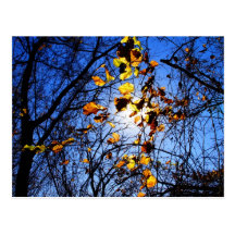 Bright leaves at 8-mile creek postcard