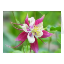 Bright McKana Type Columbine