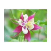 Bright McKana Type Columbine