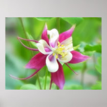 Bright McKana Type Columbine