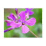 Bright Money Plant Flower Postcard