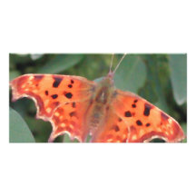 Bright orange butterfly. Comma. Photo Cards