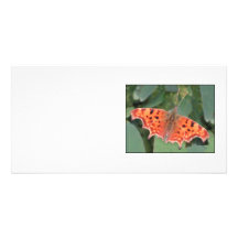Bright orange butterfly. Comma. Picture Card