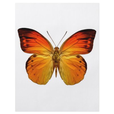 Bright Orange Butterfly by WilsonGraphics