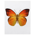 Bright Orange Butterfly