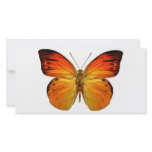 Bright Orange Butterfly